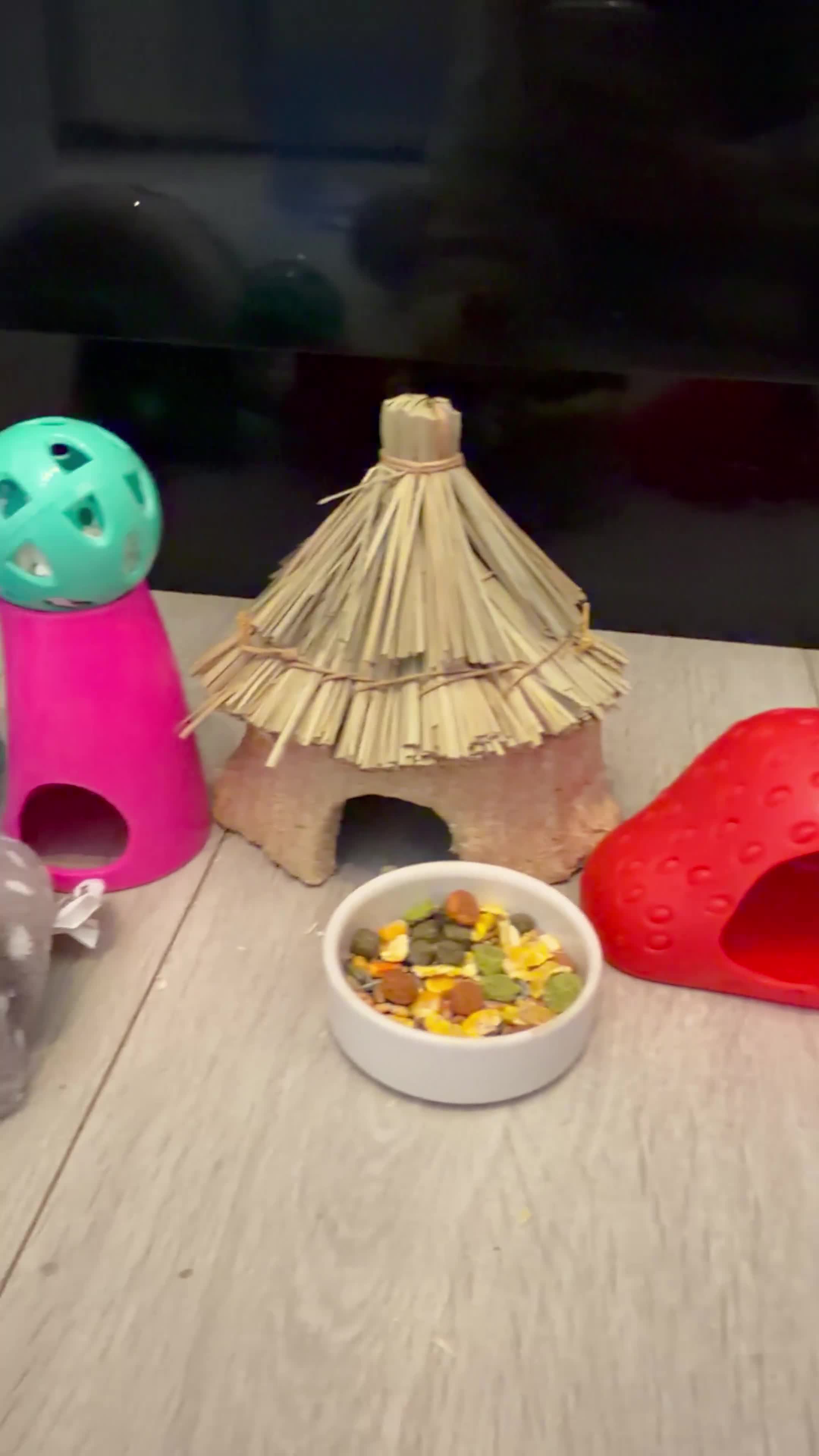 Hamster rodents for sale: male hamster. cage and accessories  - Video 1