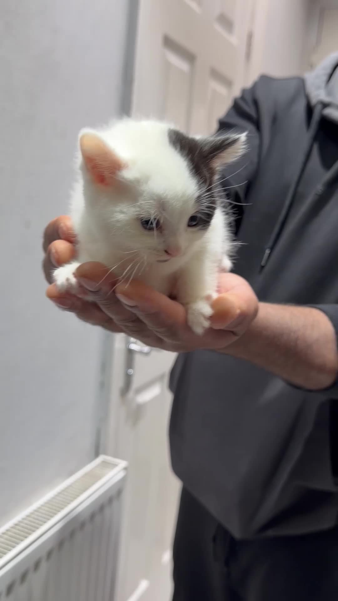 Mixed Breed cats for sale: Kittens for sale in Bradford - Video 1