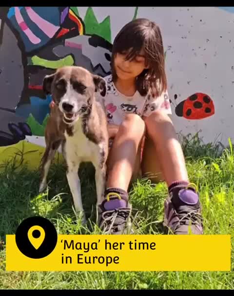 Mixed Breed dogs for adoption: Maya, 1 yr old approx, Available for adoption. - Video 1