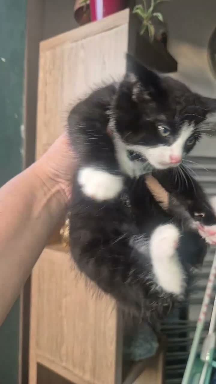 Mixed Breed cats for sale: Boy Bengal Cross Kittens Ready for a Loving Home - Video 2