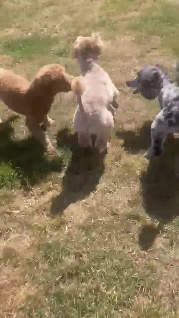 Miniature Poodle dogs for stud: 5* premises foxisle gundogs miniature poodles in Doncaster - Video 1