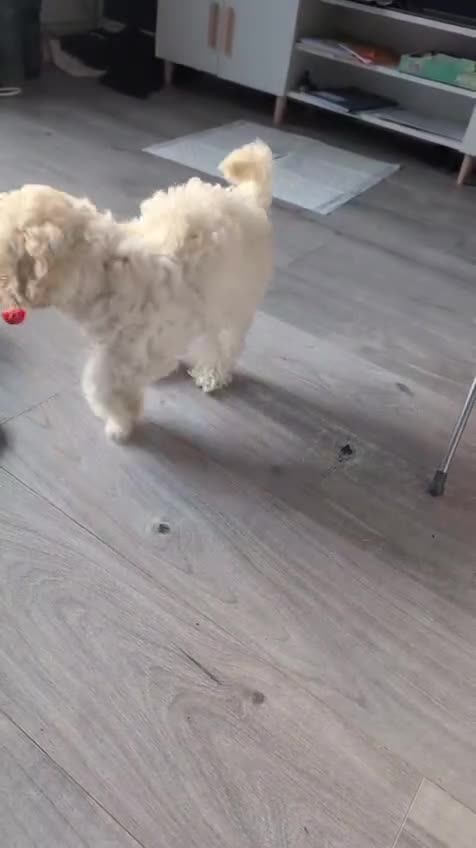 Shihpoo dogs for stud: Gorgeous shih-poo boy for stud in Hatfield - Video 1