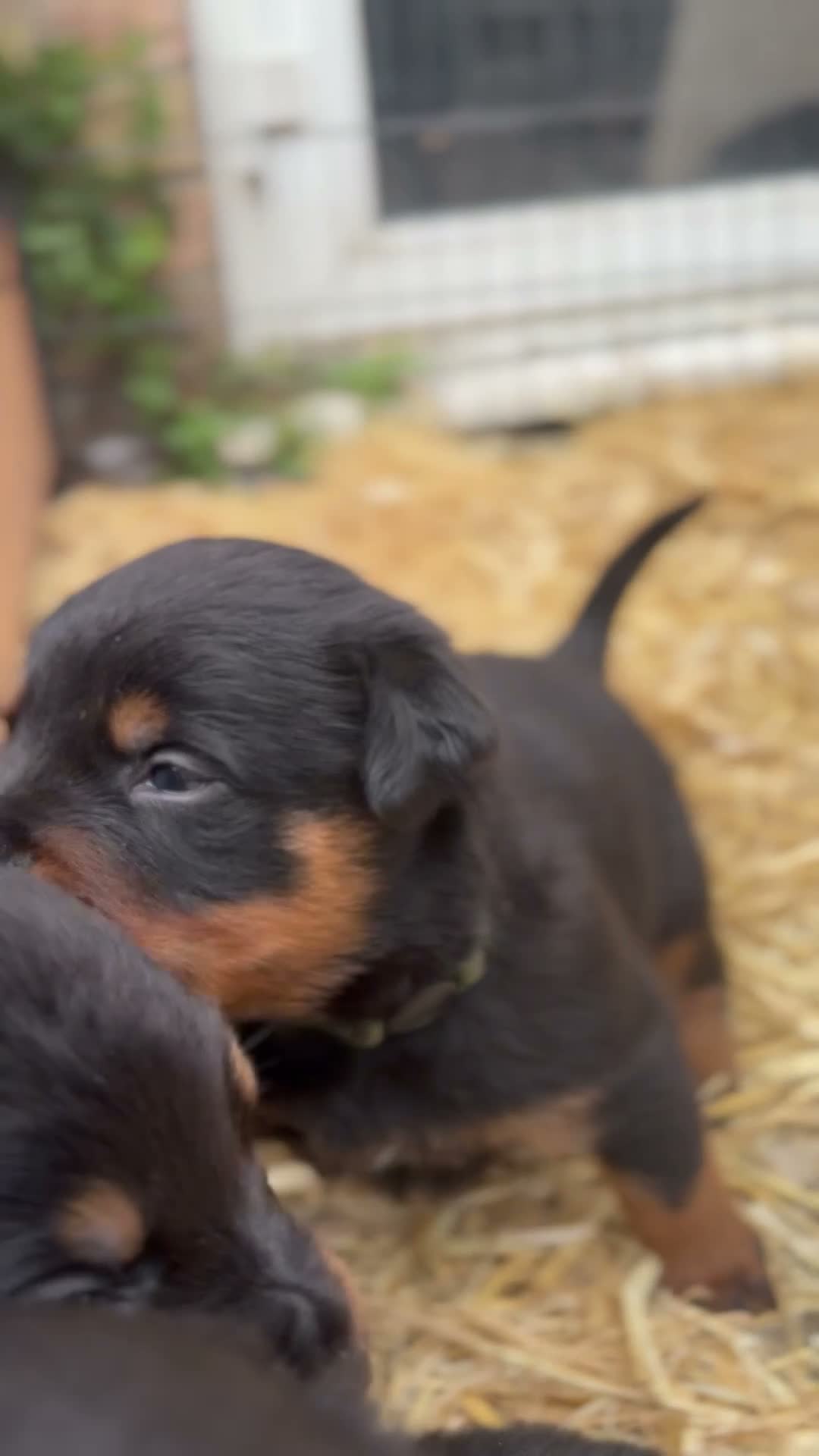 Rottweiler dogs for sale: 🐾 EXCEPTIONAL ROTTWEILER PUPPIES  - Video 2