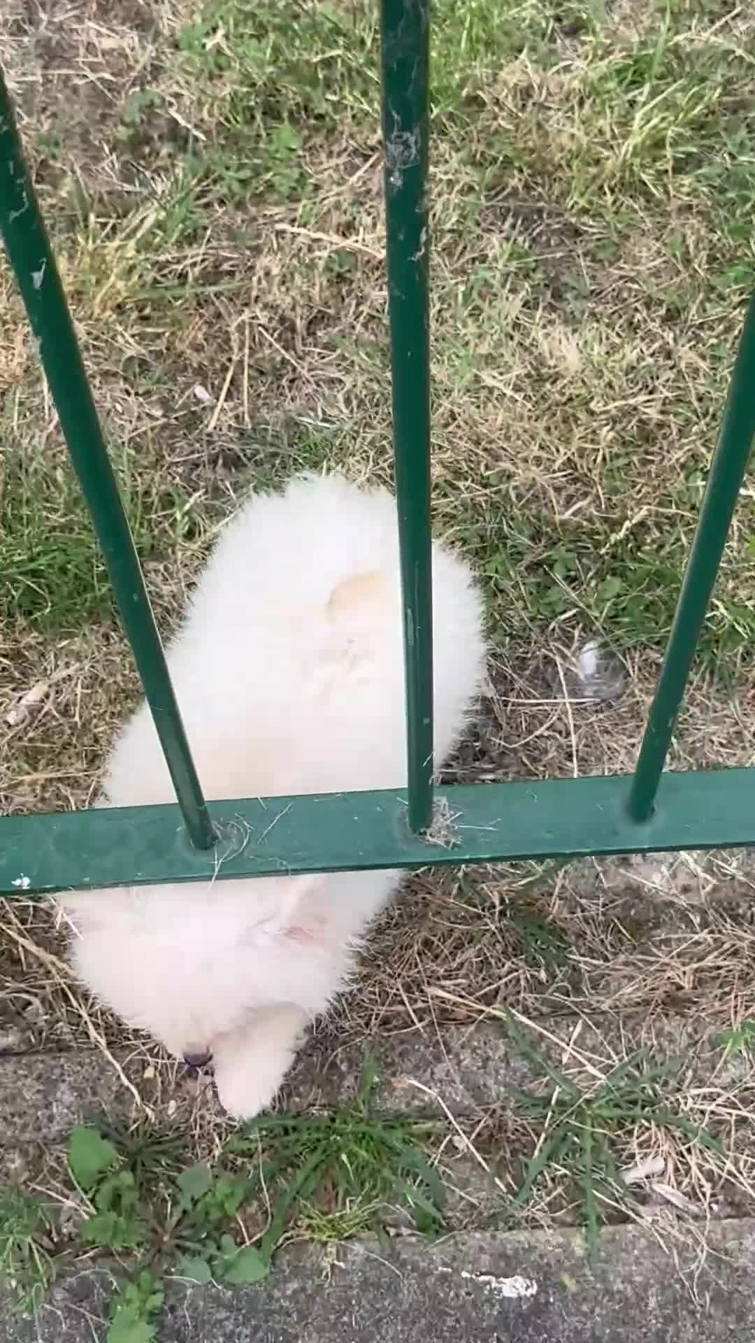 Pomeranian dogs for sale: white/cream pom pups  - Video 1