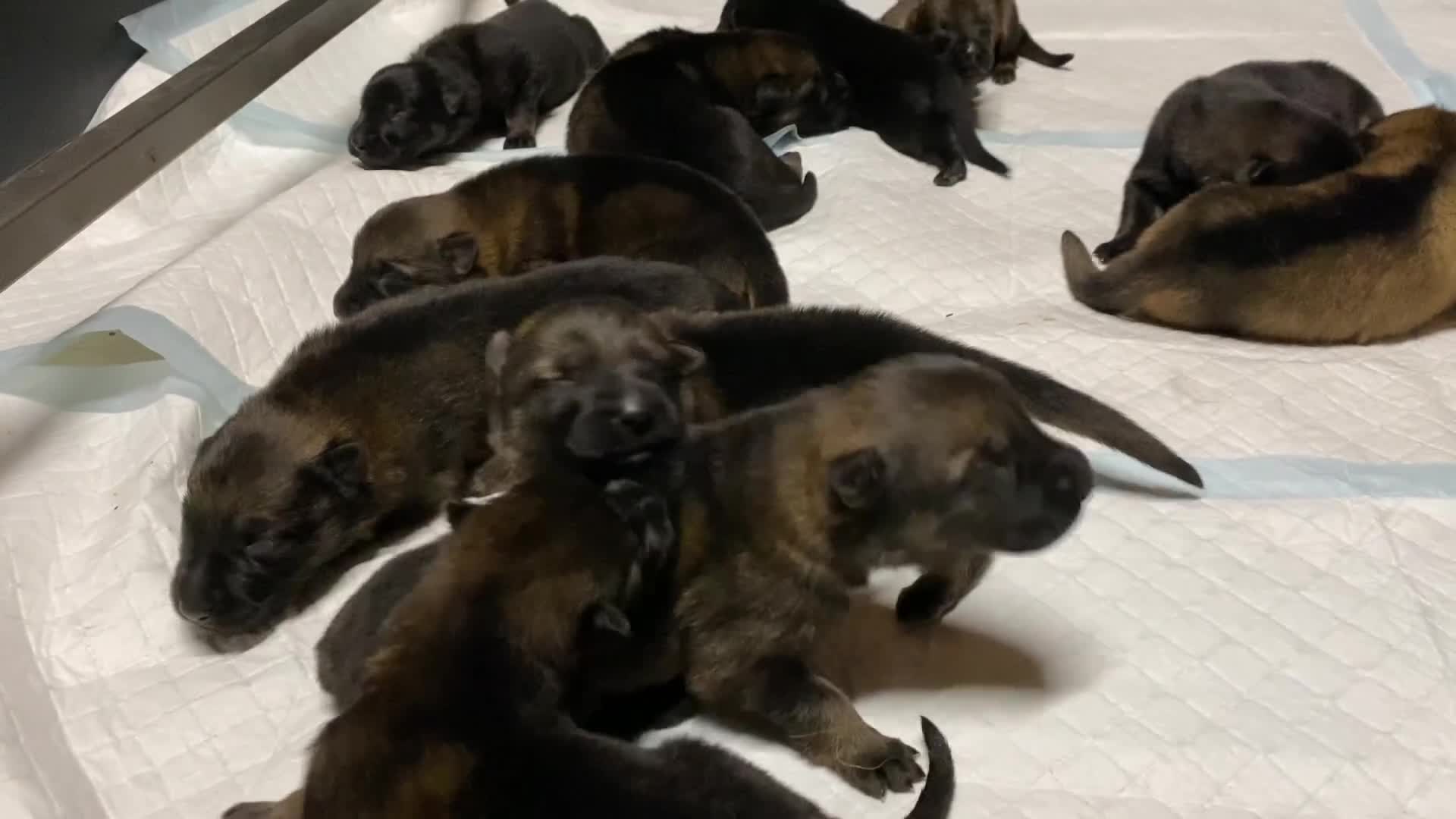 German Shepherd dogs for sale: 🐶 Outstanding Working line GSD puppies 🐶 - Video 1