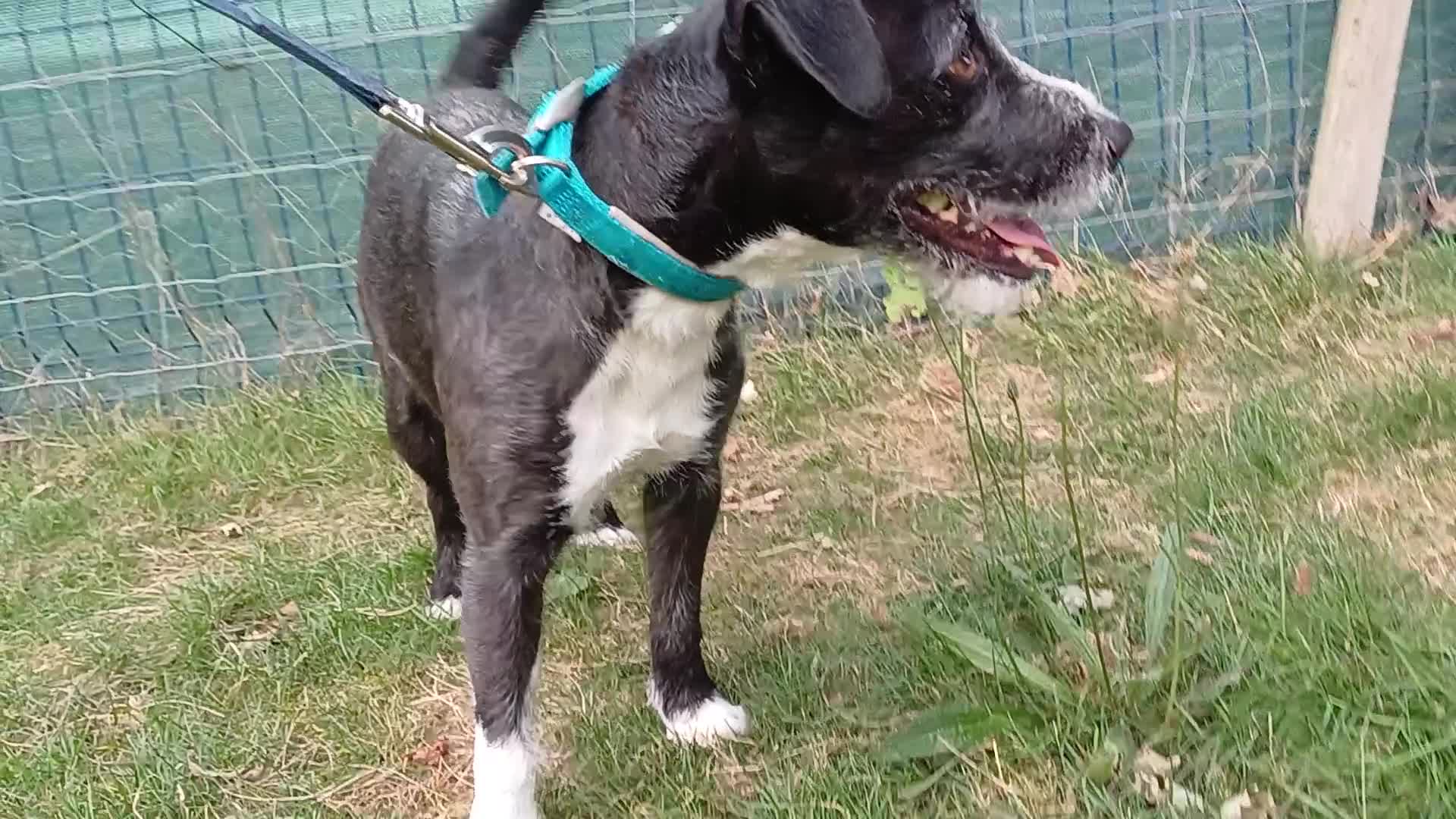 Mixed Breed dogs for adoption: Lovely JR & Patterdale BERTIE - for a  Loving Home - Video 3