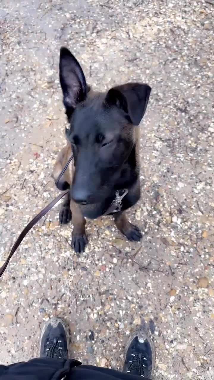 Belgian Shepherd Dog dogs for sale: 6 MONTH BELGIAN MALINOS FOR SALE! - Video 1