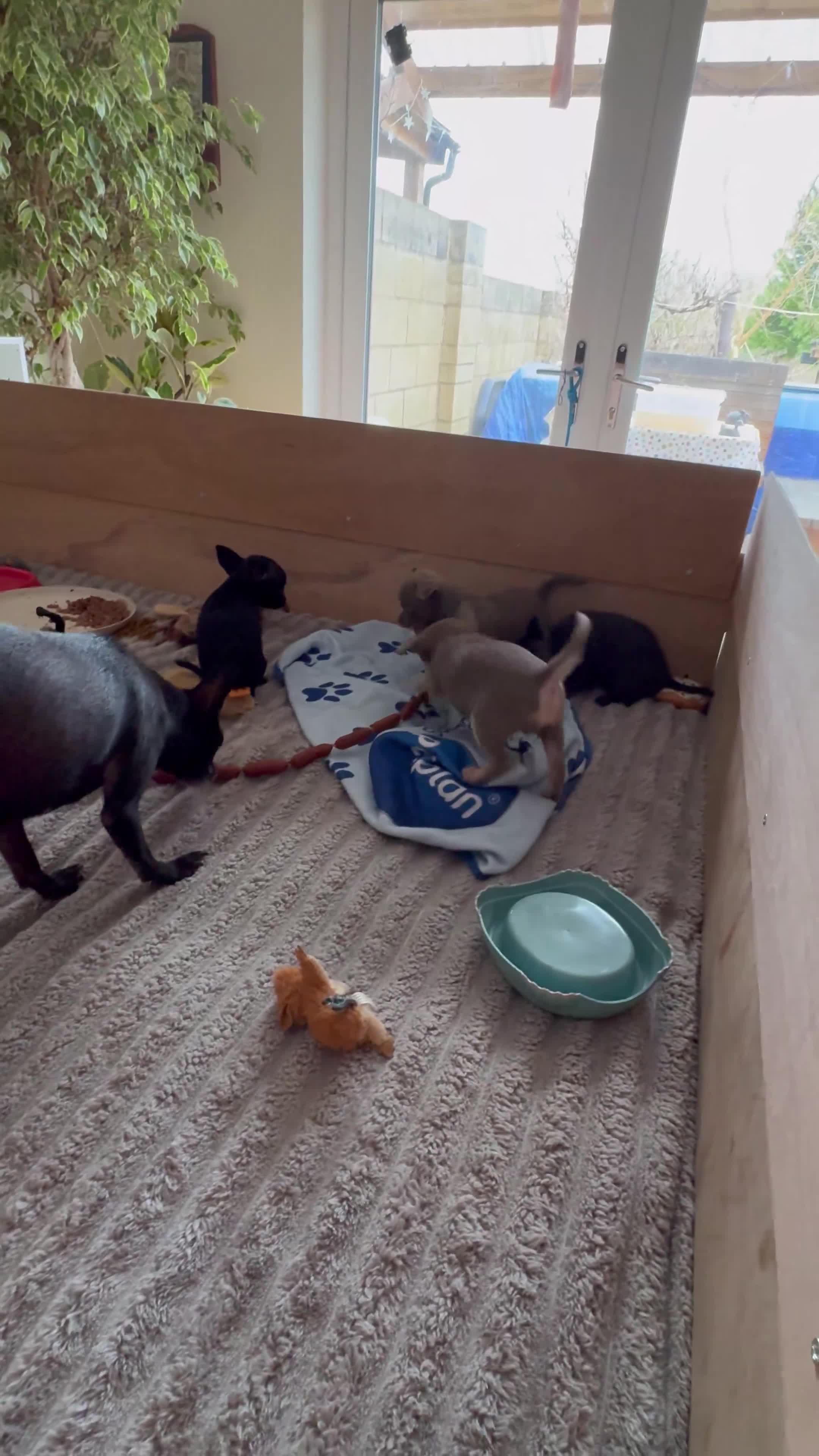 Chihuahua dogs for sale: KC Reg short-hair Chihuahua apple-headed puppies - Video 4