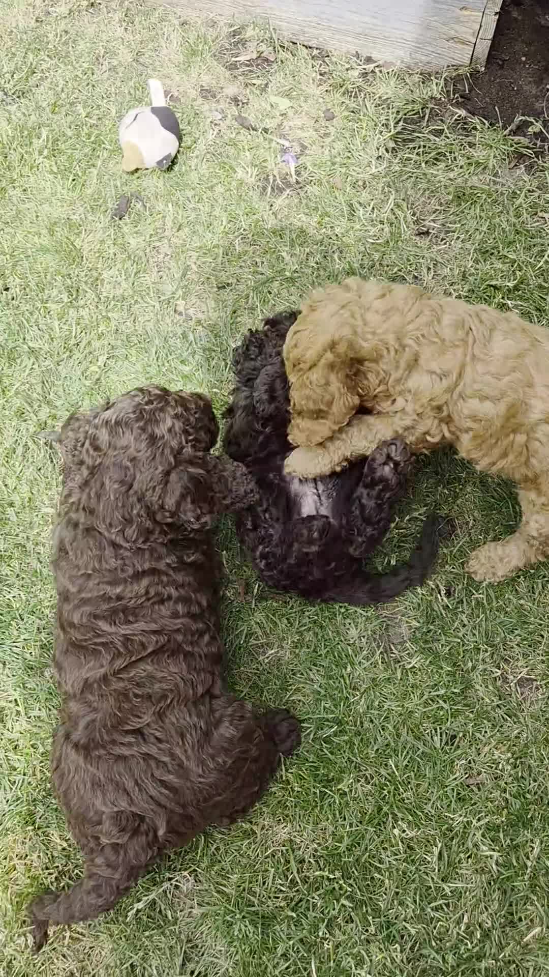 Cockapoo dogs for sale: Gorgeous Cockapoo Black Puppy  - Video 1