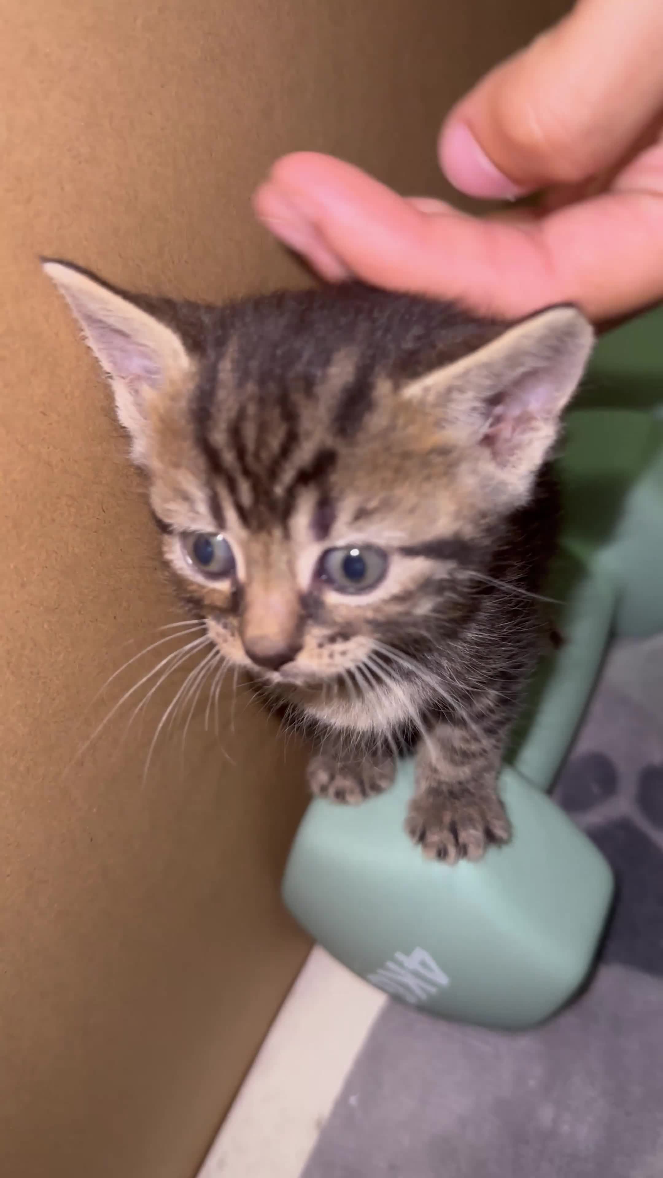 Mixed Breed cats for sale: KITTENS FOR SALE 400£ - Video 1