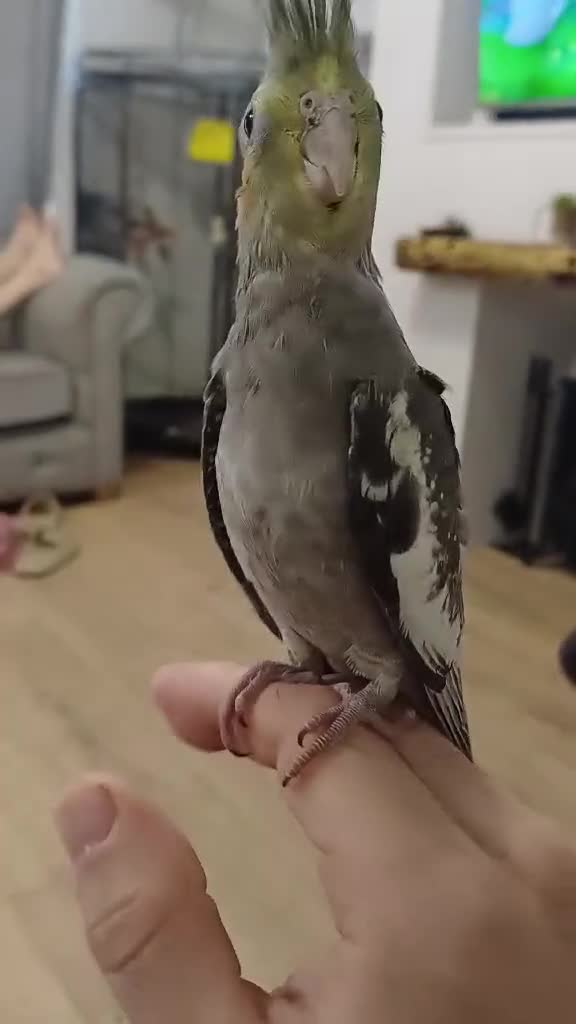 Cockatiels birds for sale: 10 week old hand tame cockatiel  - Video 1