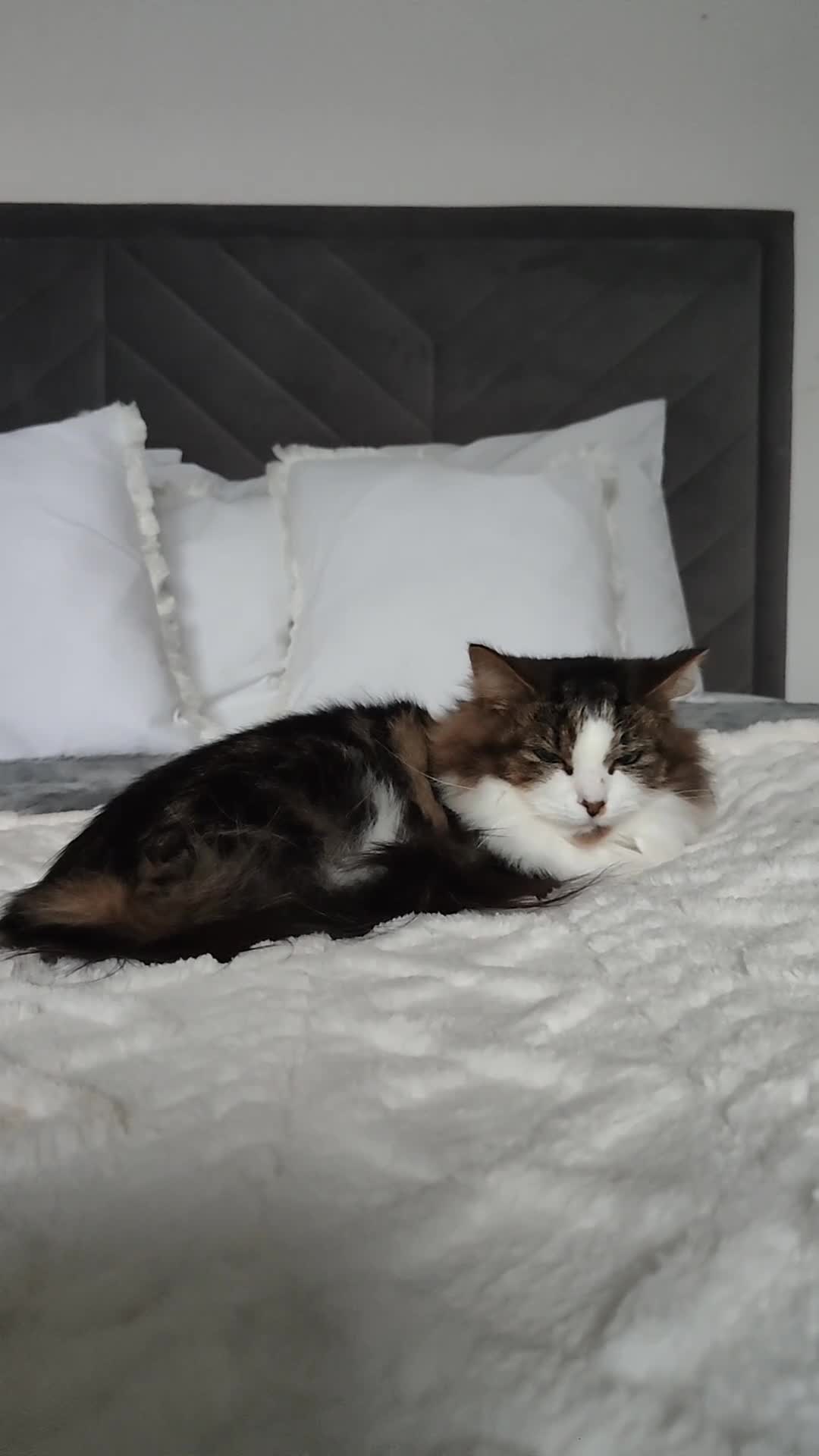 Maine Coon cats for sale: Norwegian Forest Cat - Video 3