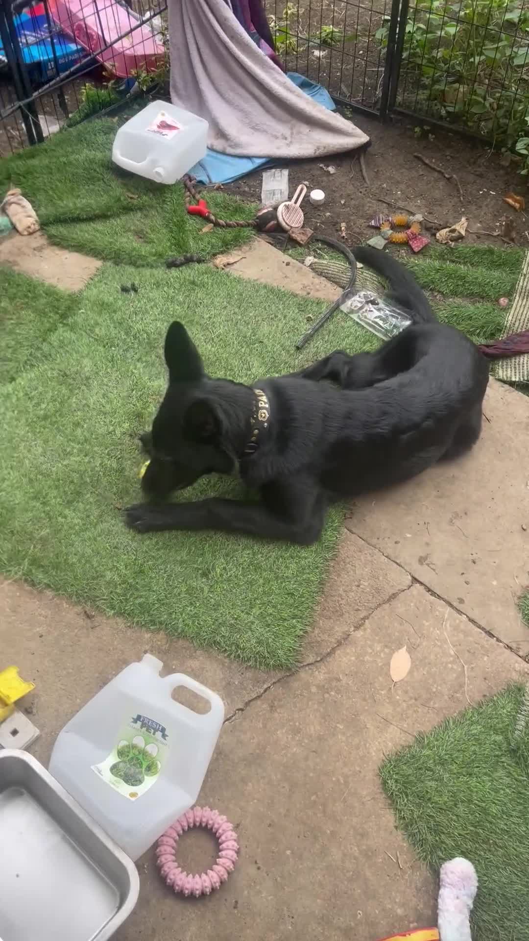 German Shepherd dogs for sale: Midnight - Video 1