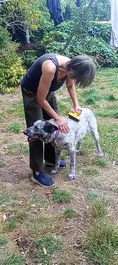 Mixed Breed dogs for adoption: 🐾 Molly is Looking for Her Forever Home 🐾 - Video 3