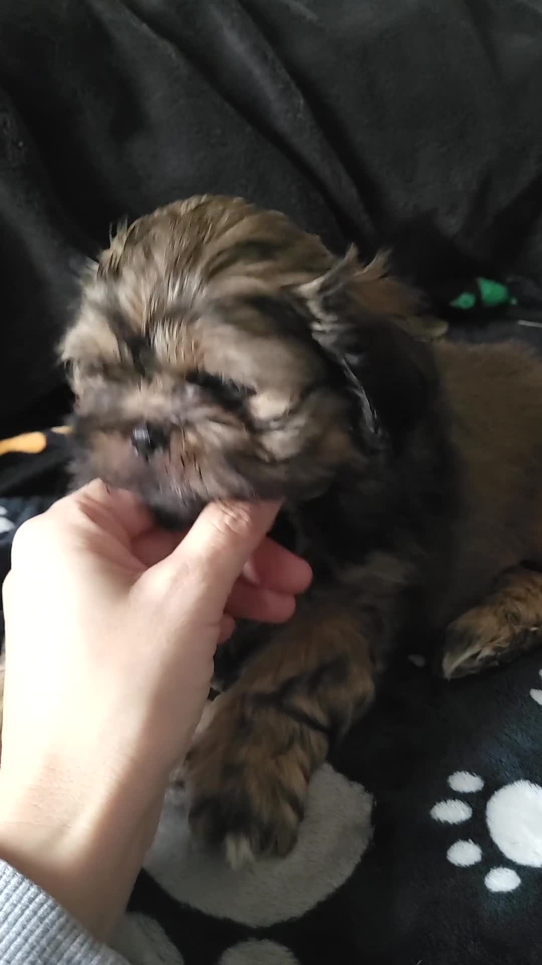 Shih Tzu dogs for sale: Adorable Shih tzu Puppies  - Video 3