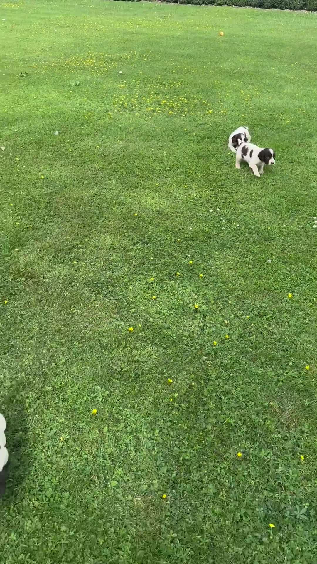 English Springer Spaniel dogs for sale: KC springer spaniels 1 male left ready to go  - Video 4