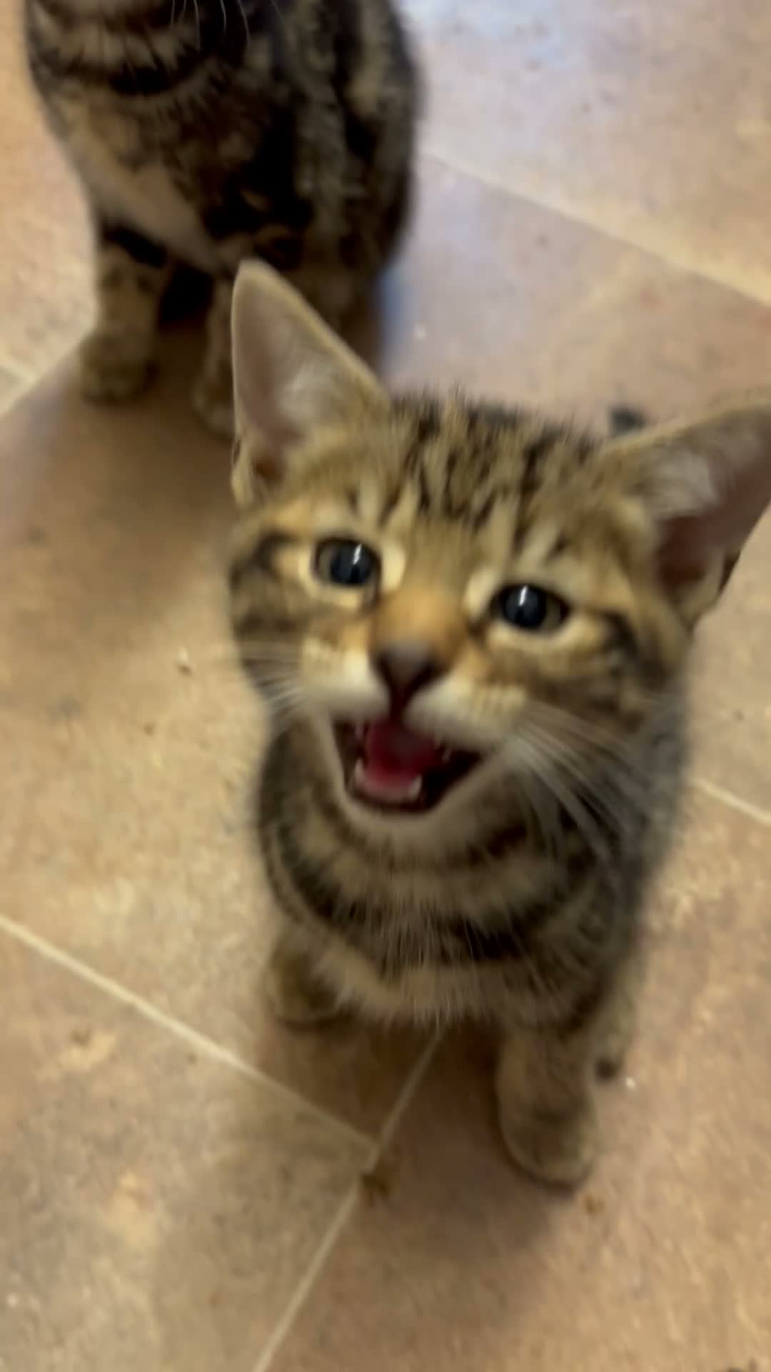 Savannah cats for sale: Stunning Savannah cross kittens, mum TICA reg - Video 1