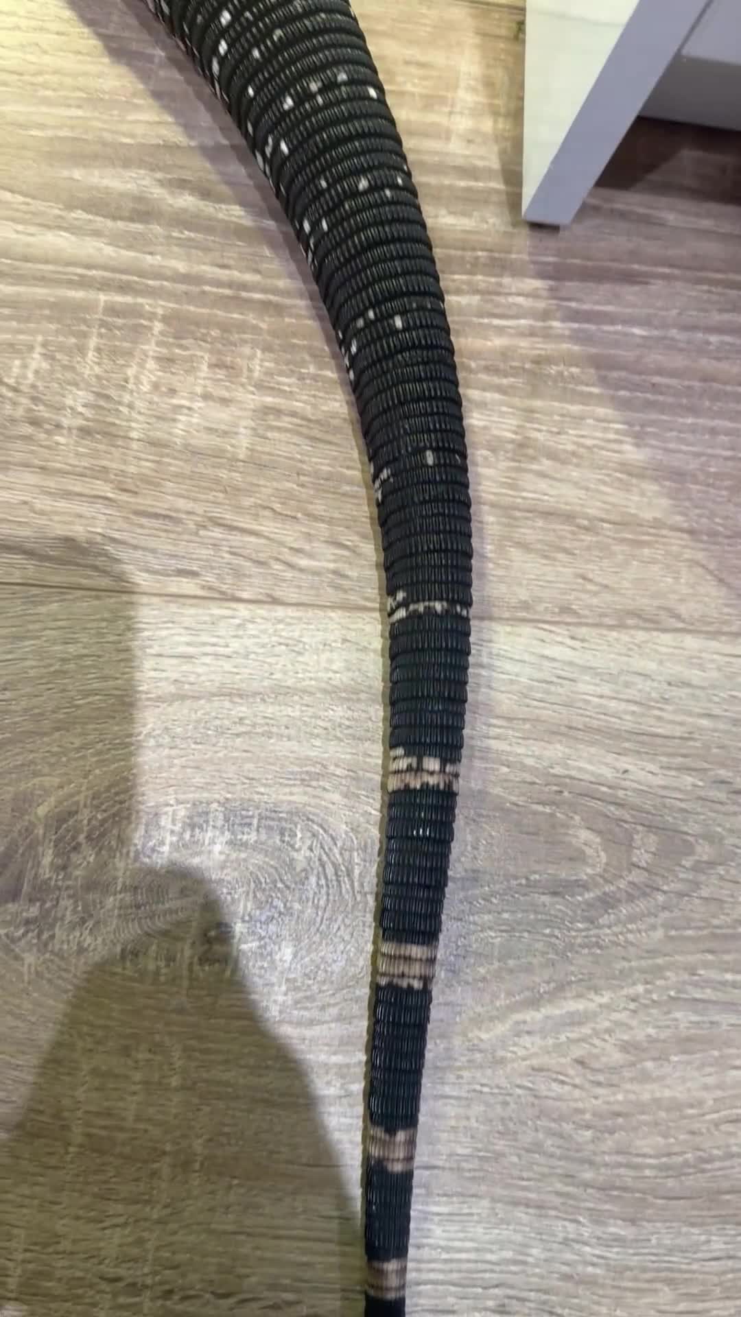 Lizard reptiles for sale: Black and black Tegu in Thetford - Video 1