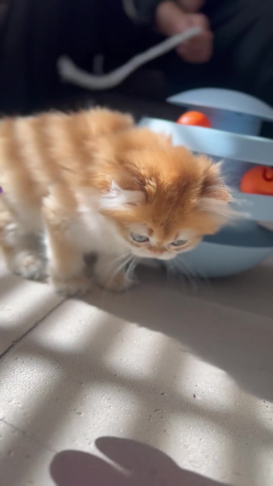 British Longhair cats for sale: STUNNINGLY BEAUTIFUL RARE GOLDEN BRITISH LONGAHIR  - Video 2