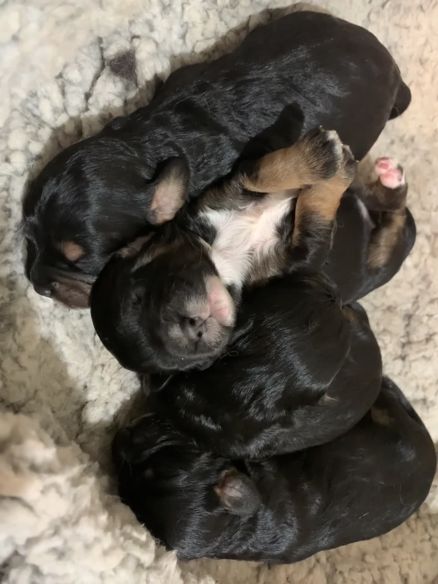 Cavapoo dogs for sale: F1 Cavapoos  - Video 3