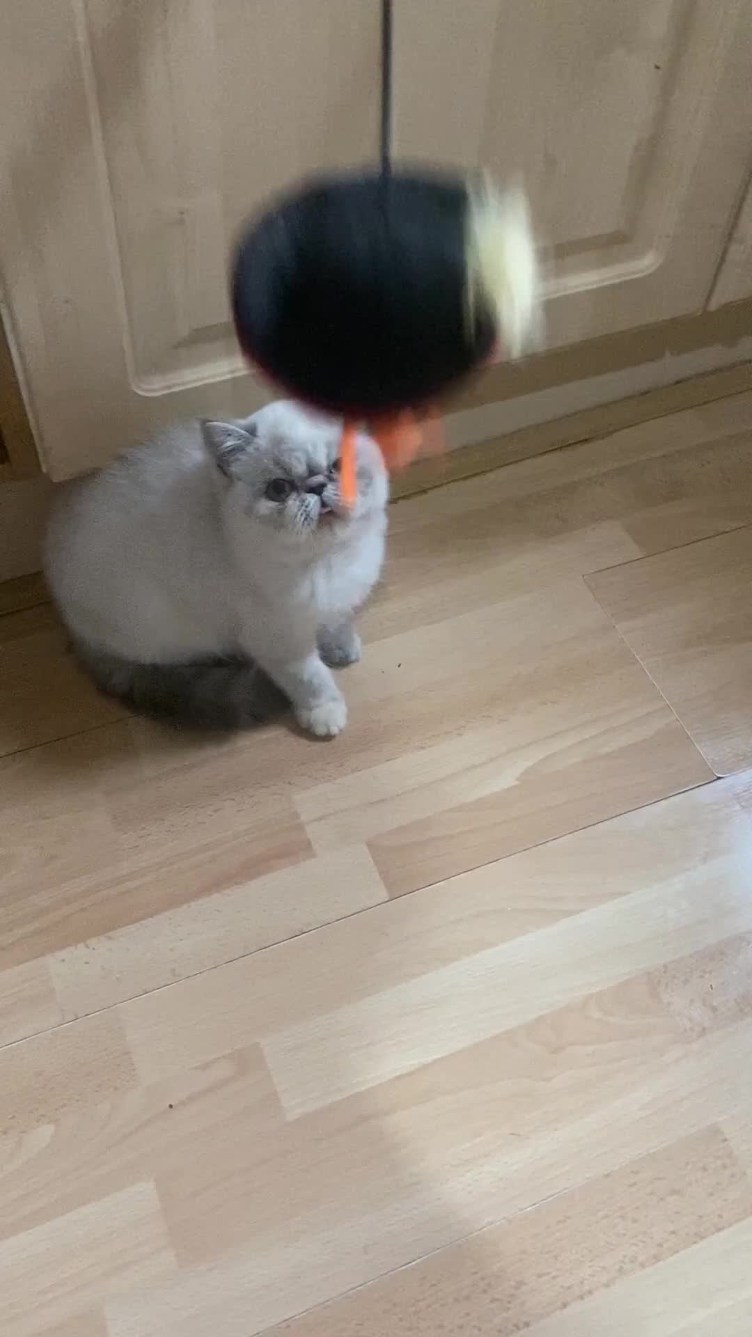 Exotic cats for sale: EXCEPTIONAL GCCF PERSIAN EXOTIC  - Video 2