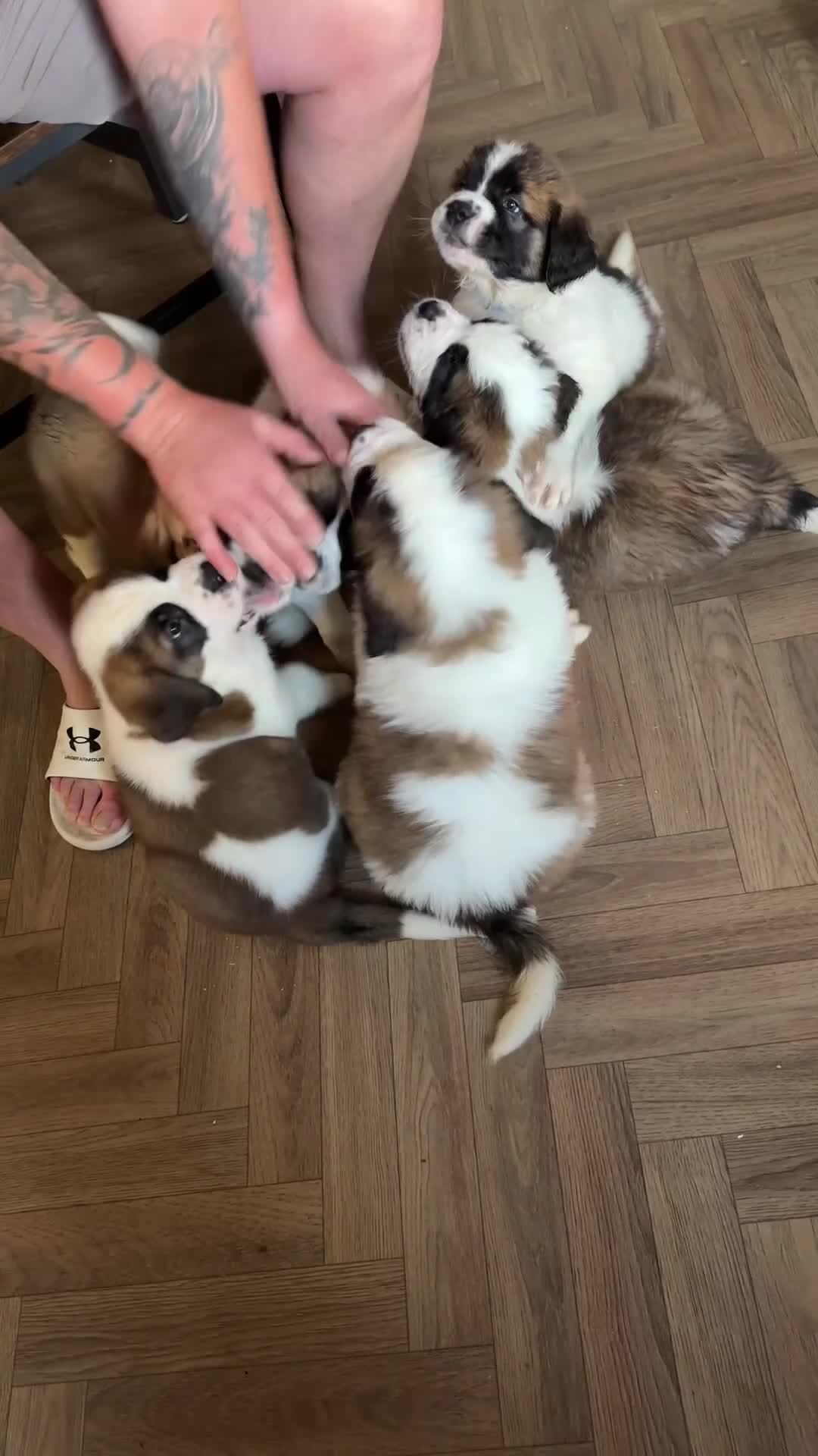 Saint Bernard dogs for sale: Saint Bernard Puppies For Sale 🐶 - Video 1