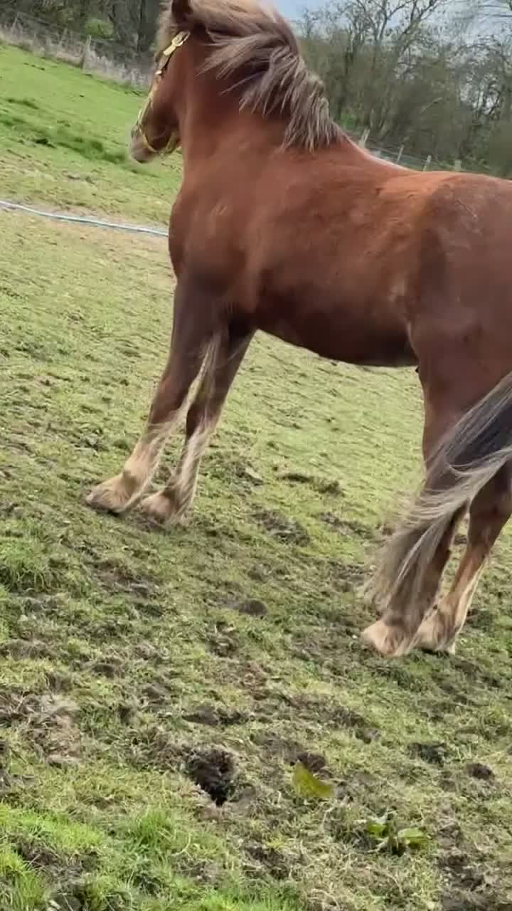 Dartmoor horses for sale: Dartmoor pony  in Lechlade - Video 4