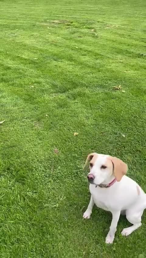 Beagle dogs for sale: 2 year old female Beagle for sale - Video 1