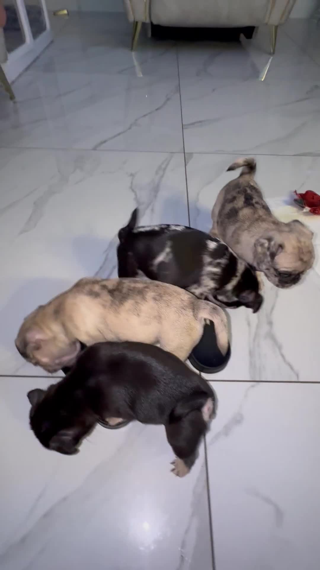 Frug dogs for sale: Pug/frenchie  - Video 2