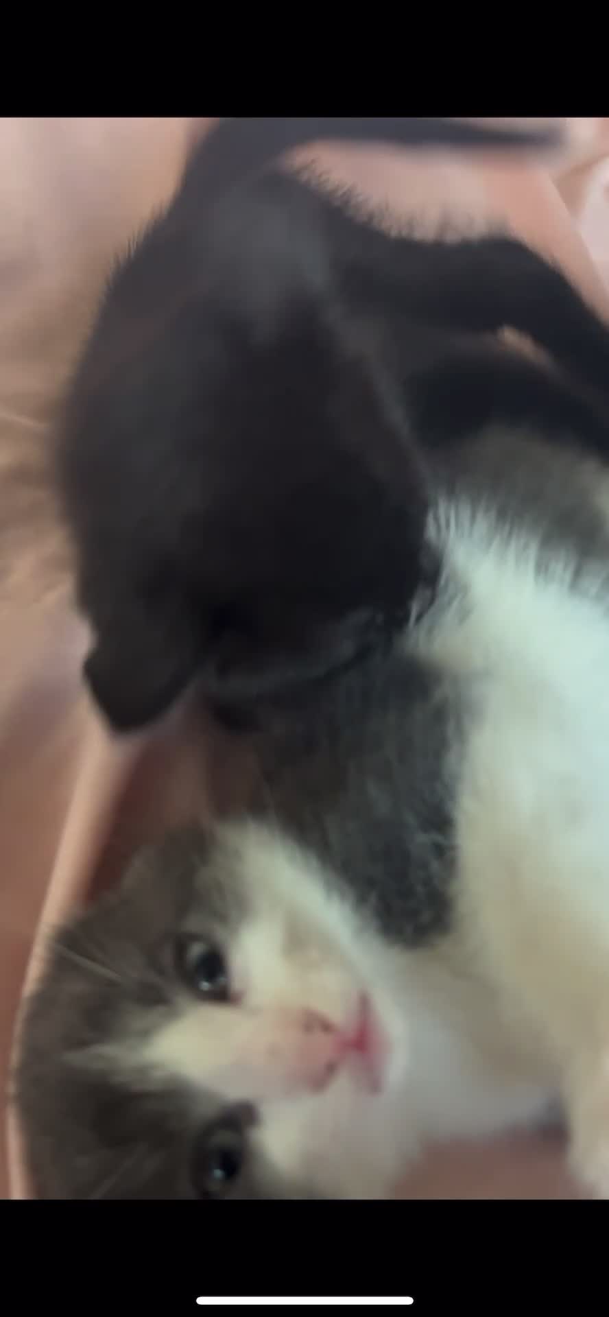 Mixed Breed cats for sale: 3 Beautiful and Playful Kittens - Video 1