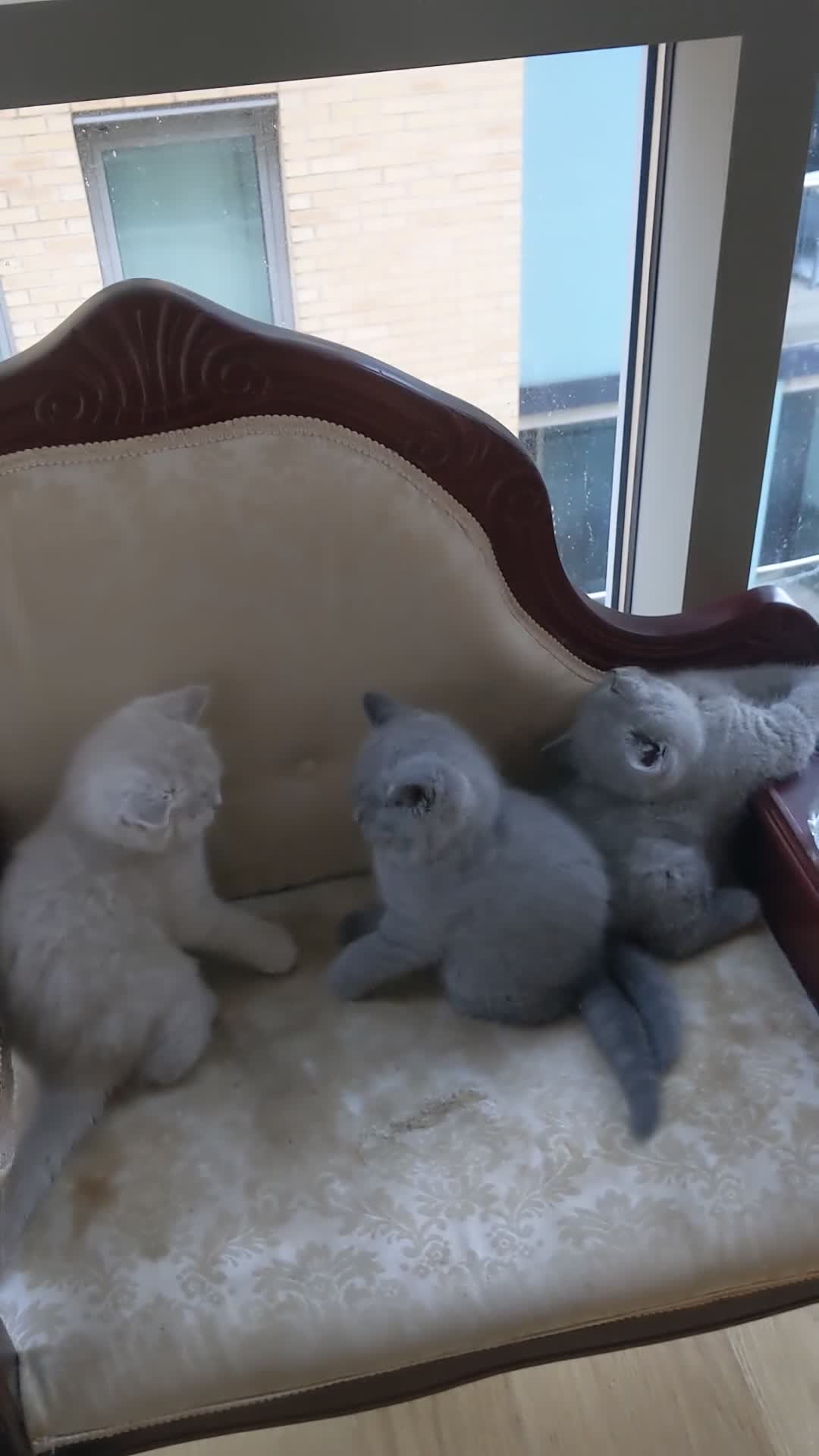 British Shorthair cats for sale: British Shorthairs 2 boys 1 girl - Video 2