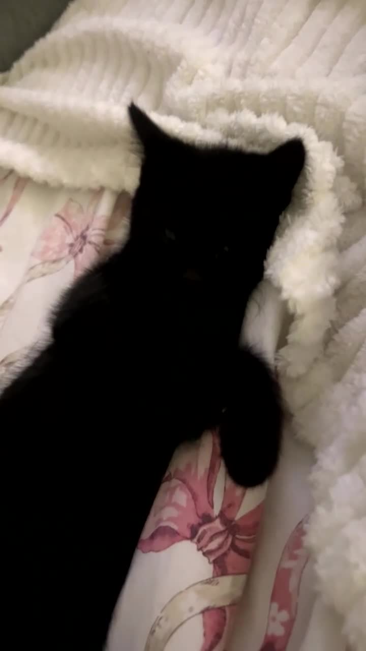 Mixed Breed cats for sale: Adorable Kitten Looking for a Loving Home  - Video 1