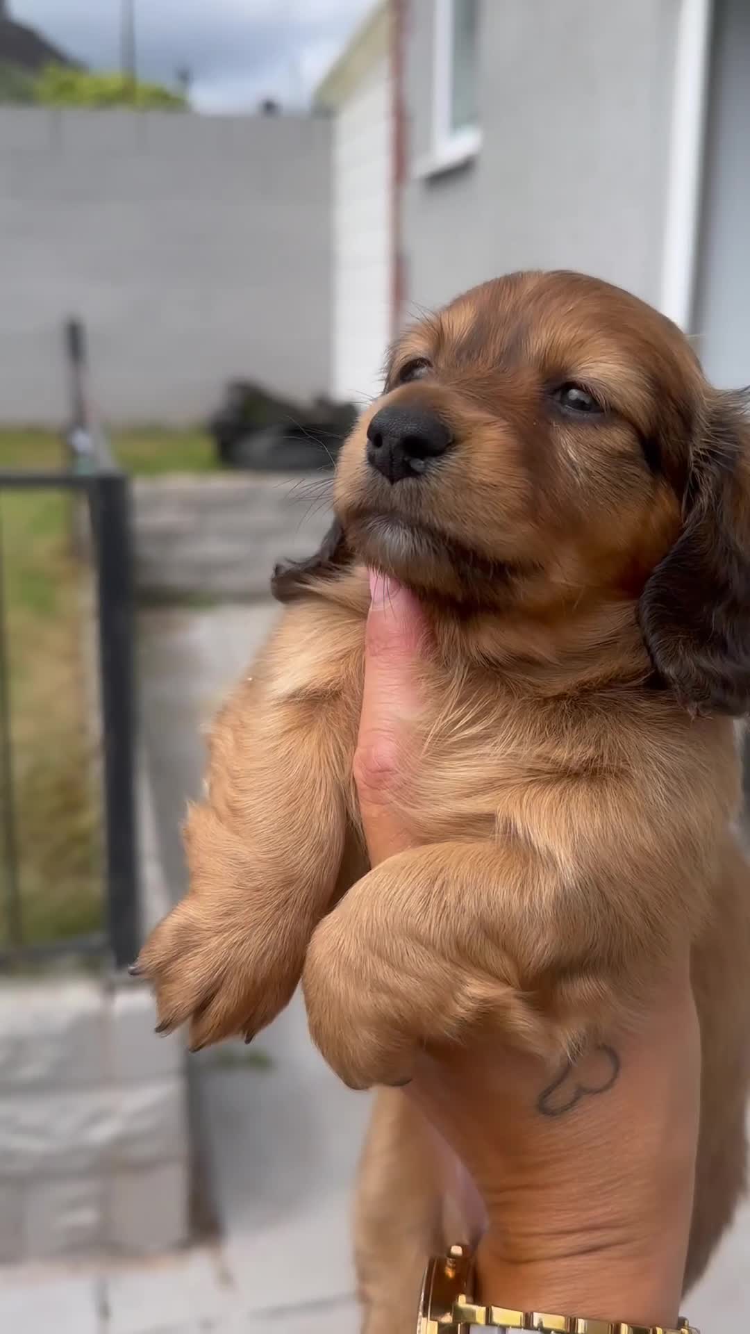 Miniature Dachshund dogs for sale: 2 beautiful shaded cream longhair pups  - Video 1