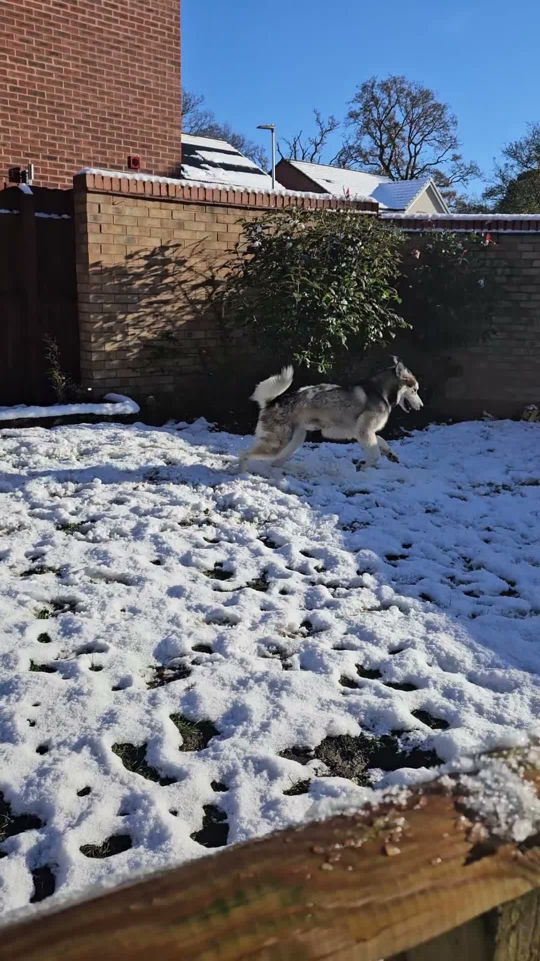 Alaskan Malamute dogs for sale: Luna, Malamute, Age 3, Pedigree & KC Registered - Video 2