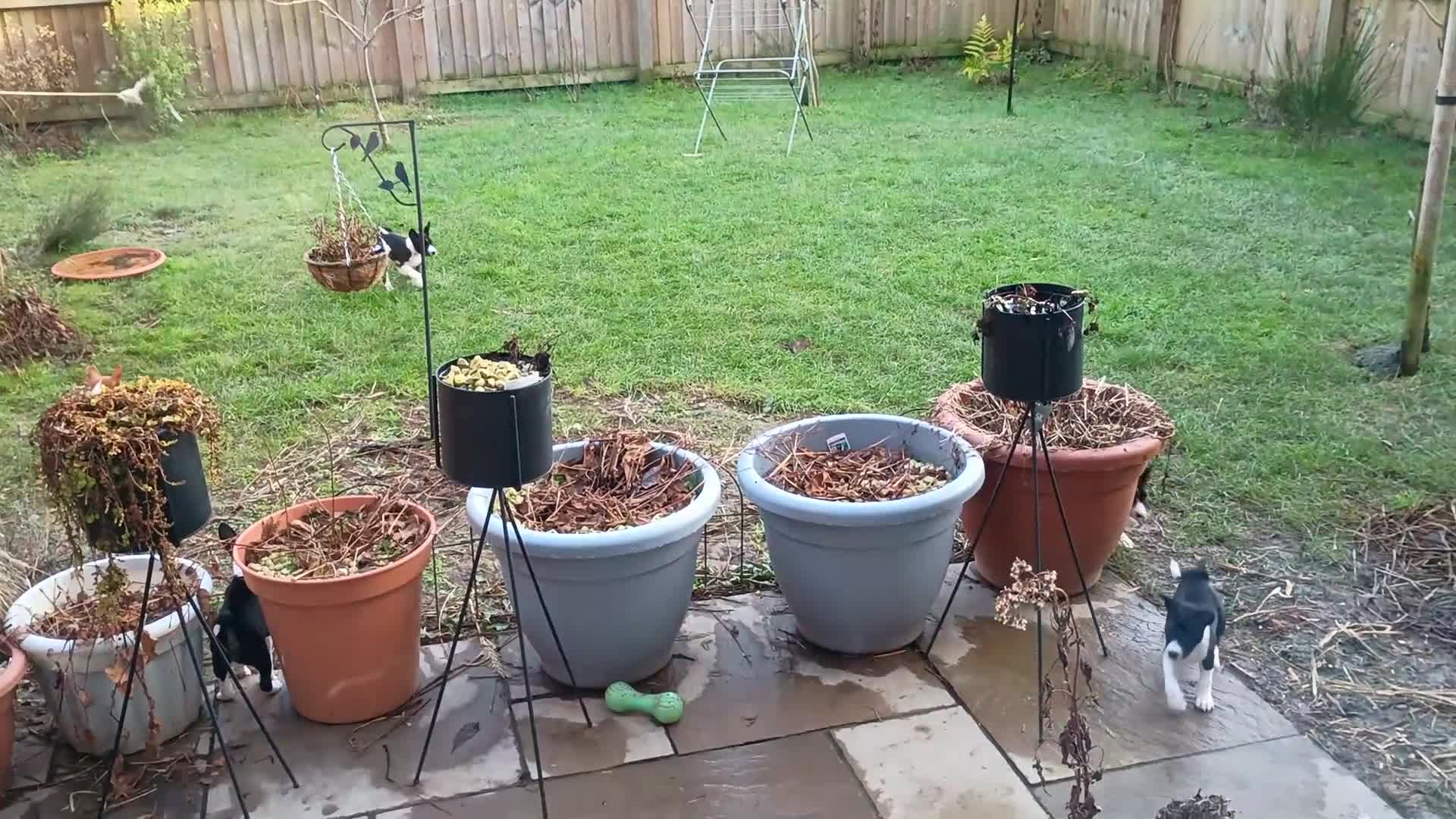 Basenji dogs for sale: Top quality lines pedigree Basenji pups.Ready now. - Video 2