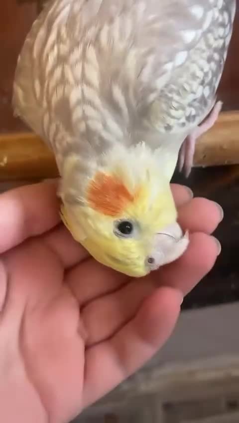 Cockatiels birds for sale: Coke  - Video 2