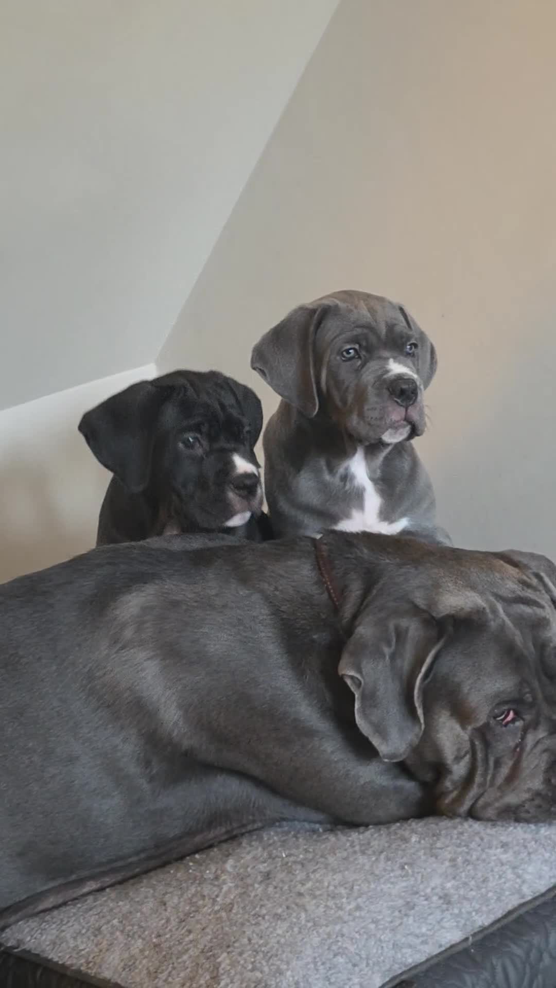 Cane Corso dogs for sale: last female cane corso pup left - Video 1