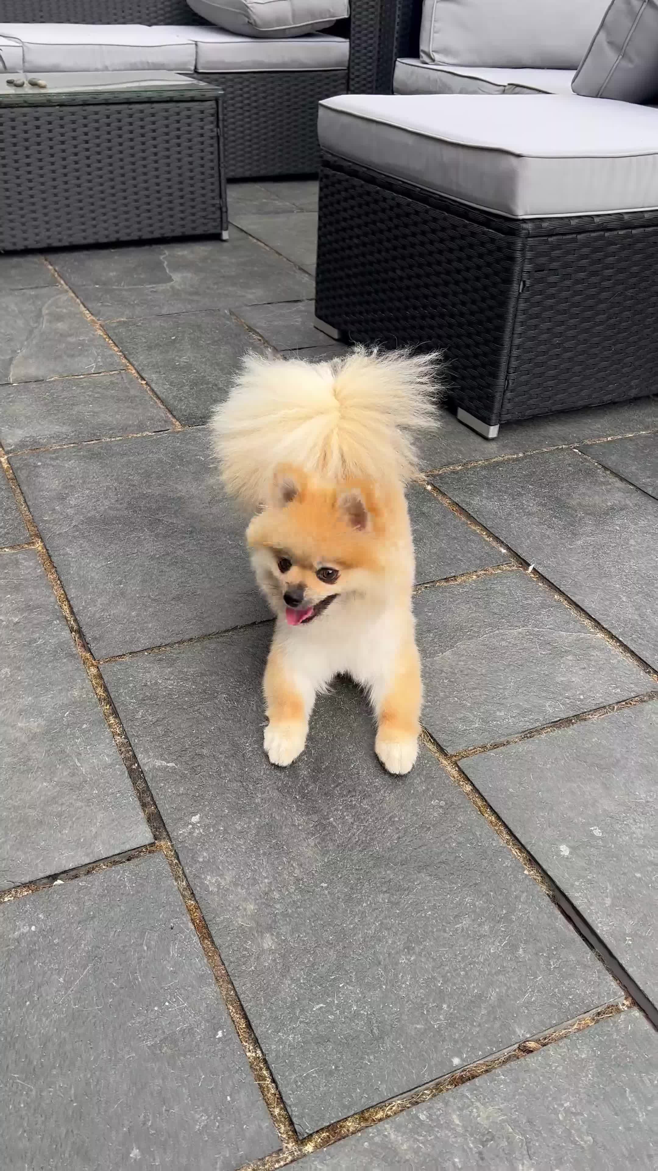 Pomeranian dogs for sale: Gorgeous small Pomeranian puppies 🧸  - Video 5