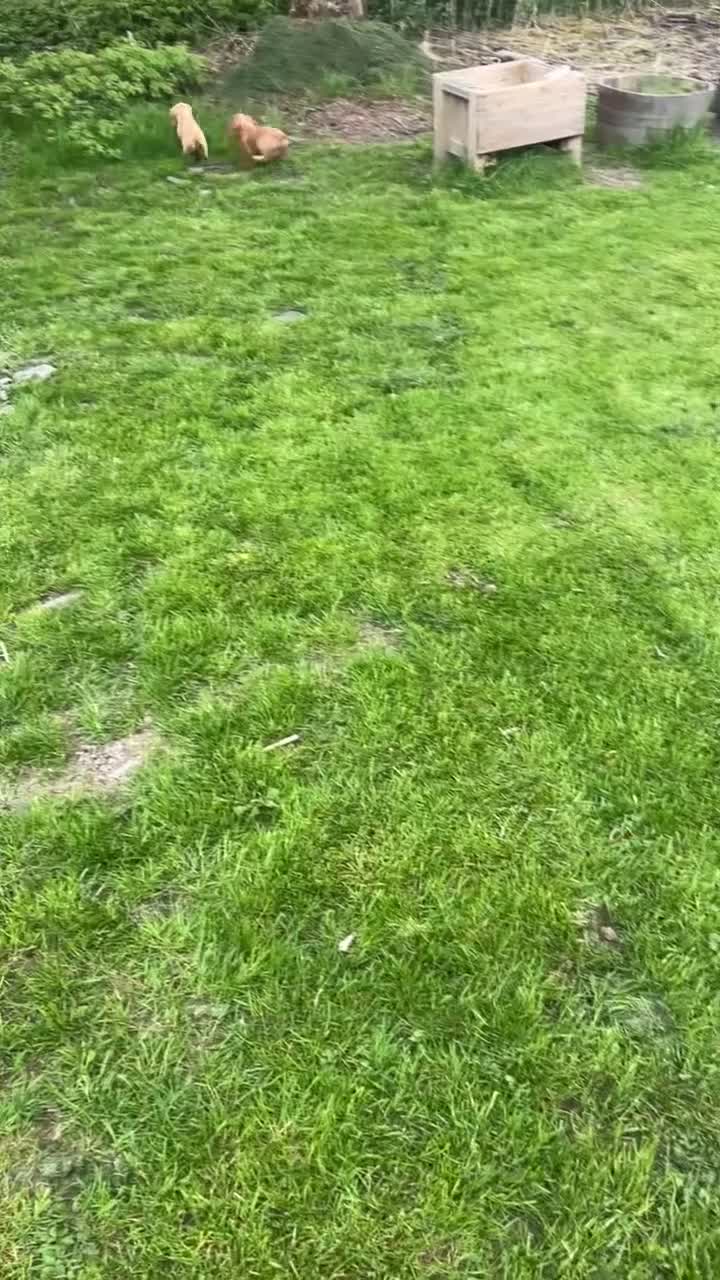 Cocker Spaniel dogs for sale: Ready to leave working cocker spaniel pup  - Video 2
