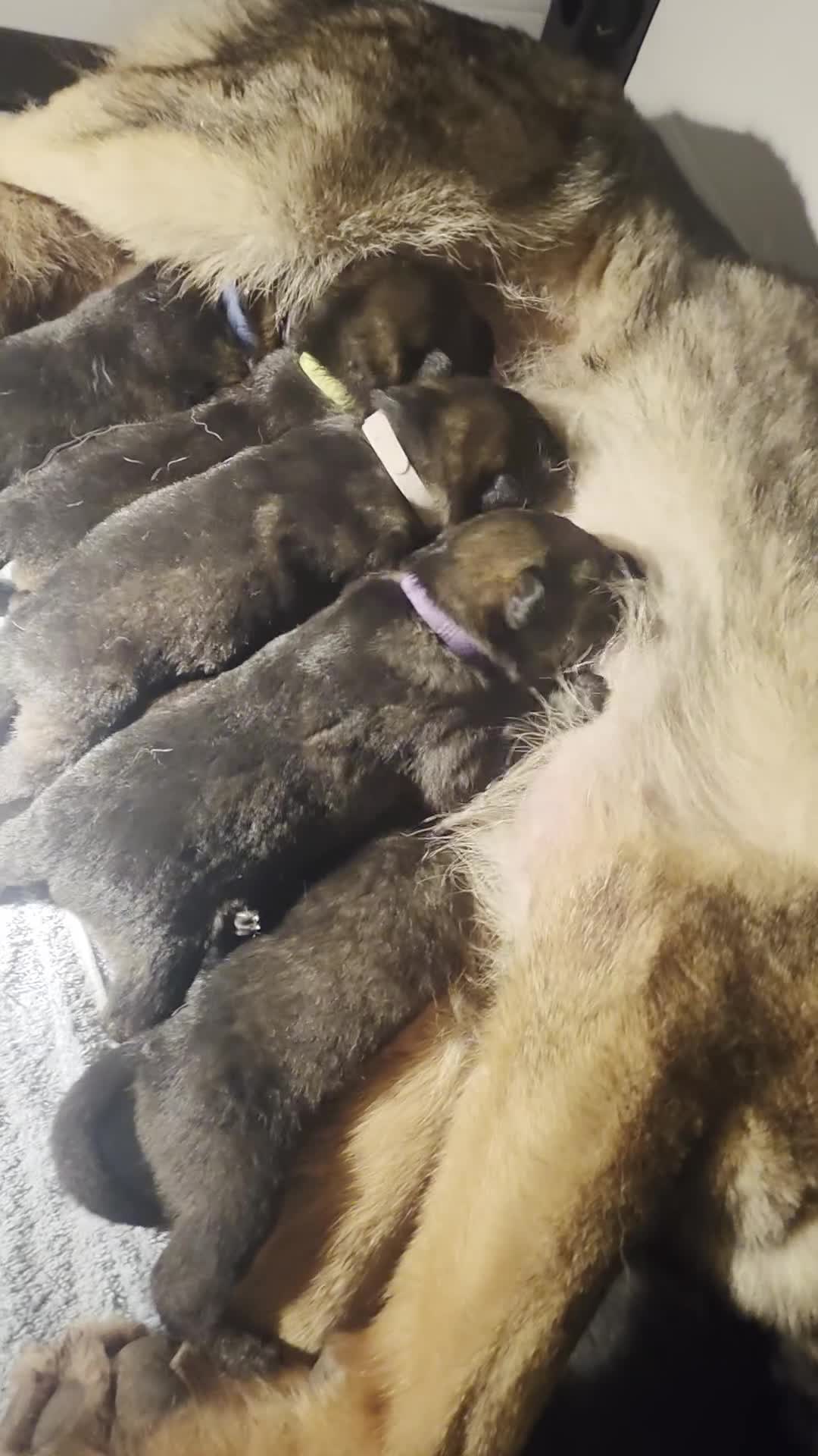 German Shepherd dogs for sale: "Ghost X Bella" Exceptional lines - Video 1