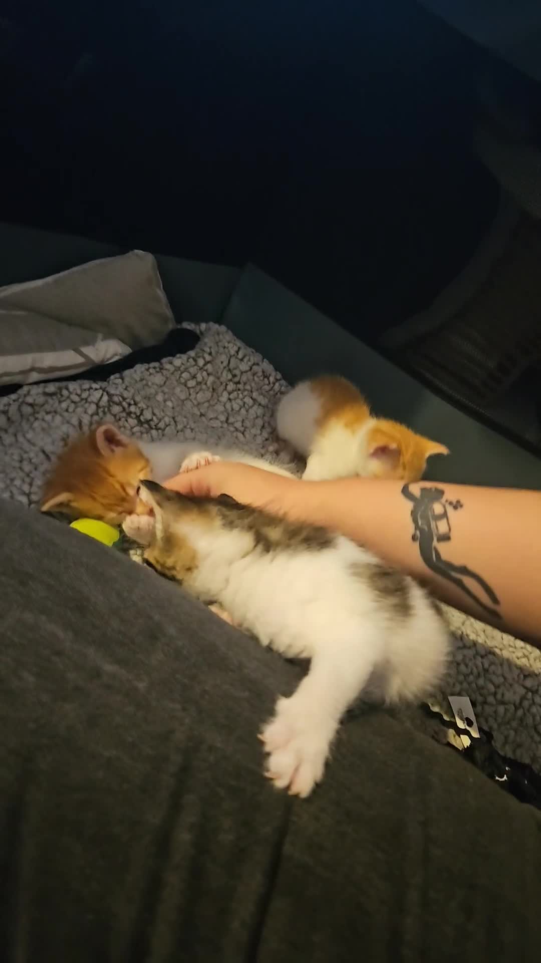 British Shorthair cats for sale: Beautiful Bengal x Calico Kittens - Video 1