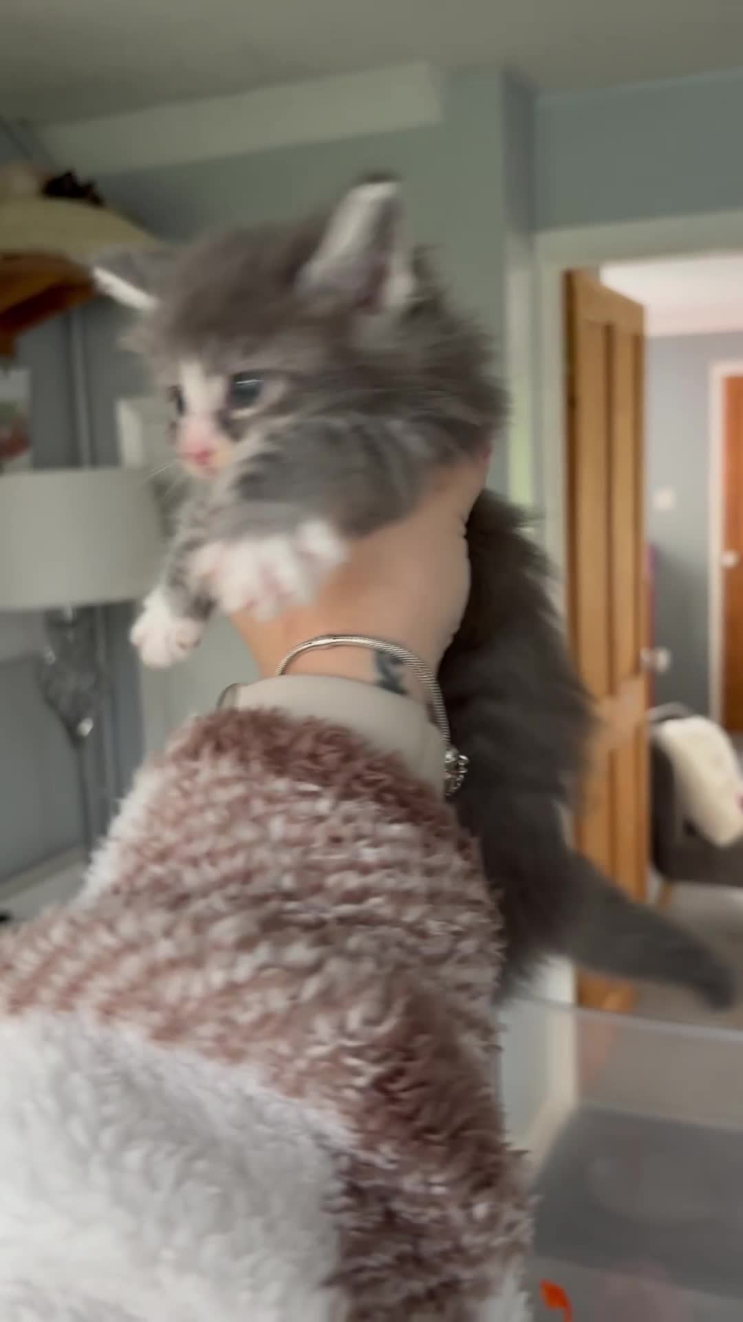 Maine Coon cats for sale: Beautiful RARE coloured Maine Coons - Video 4