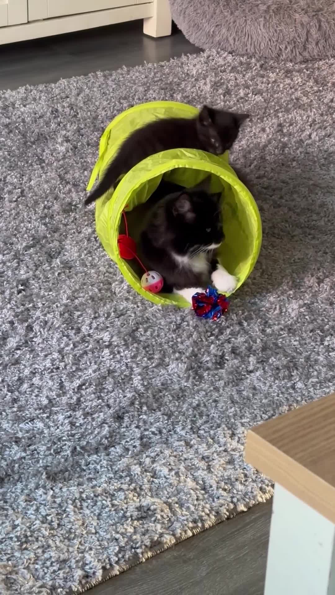 Mixed Breed cats for sale: 4 beautiful kittens - Video 2