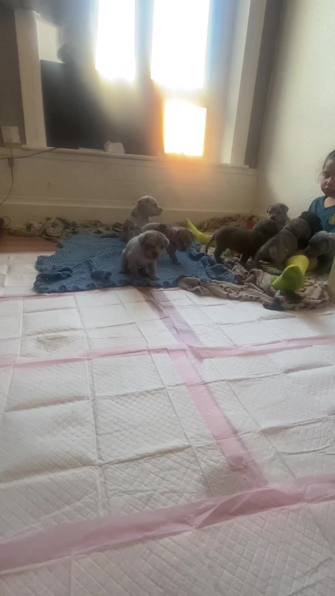 Mixed Breed dogs for sale: LAST FEMALE MISSY Cane Corso X Neapolitan Mastiffs in London - Video 5