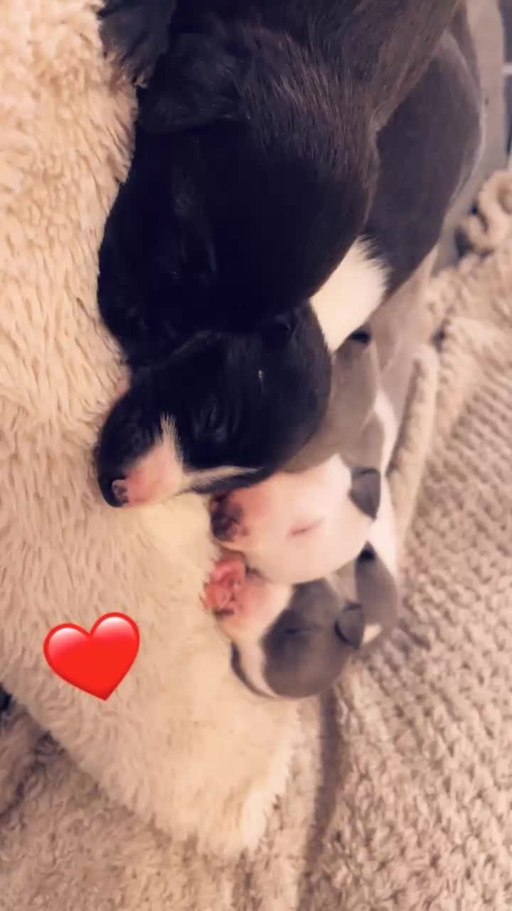 Whippet dogs for sale: ⭐️⭐️beautiful whippet pups ⭐️⭐️ in Pencader - Video 1
