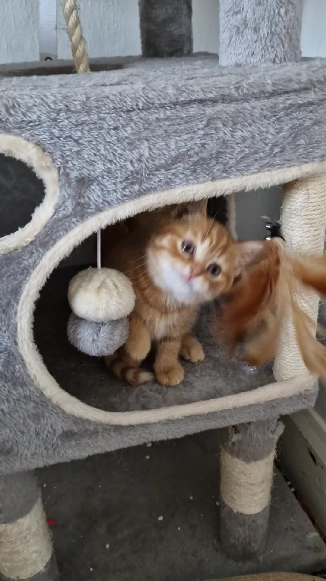 Mixed Breed cats for sale: 2 ginger half British shorthair boys - Video 2