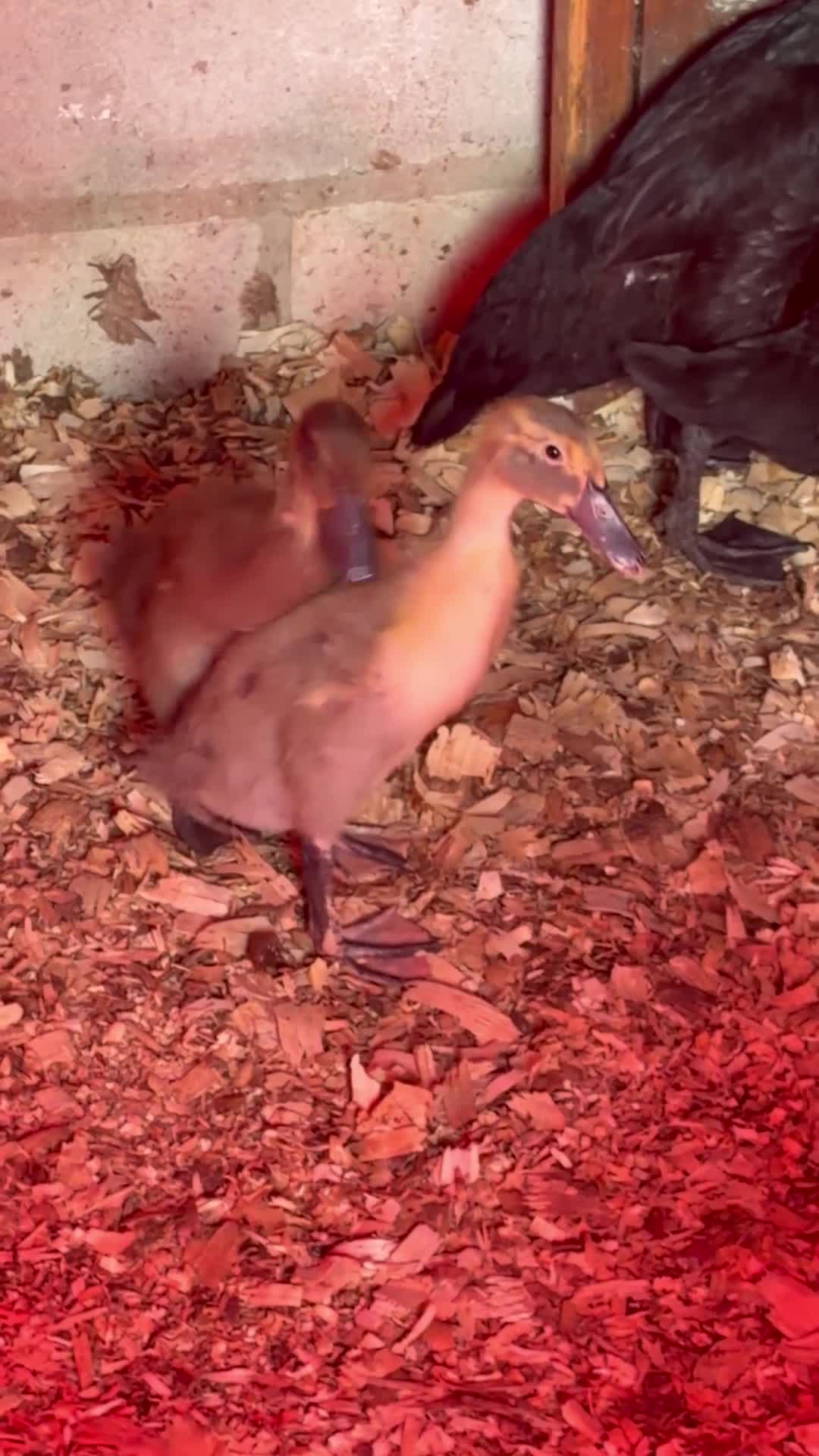 Ducks poultry for sale: 2 Indian runner ducklings  - Video 1