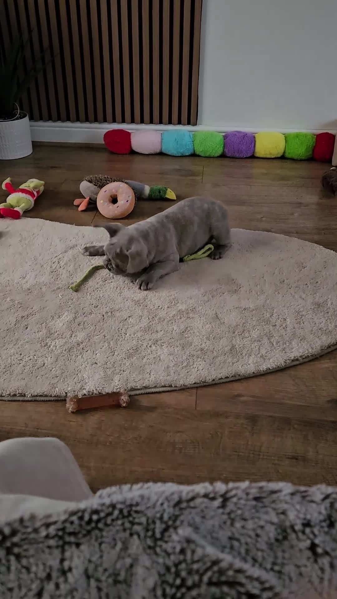 French Bulldog dogs for sale: Ralphie 12 week old French Bulldog - Video 1