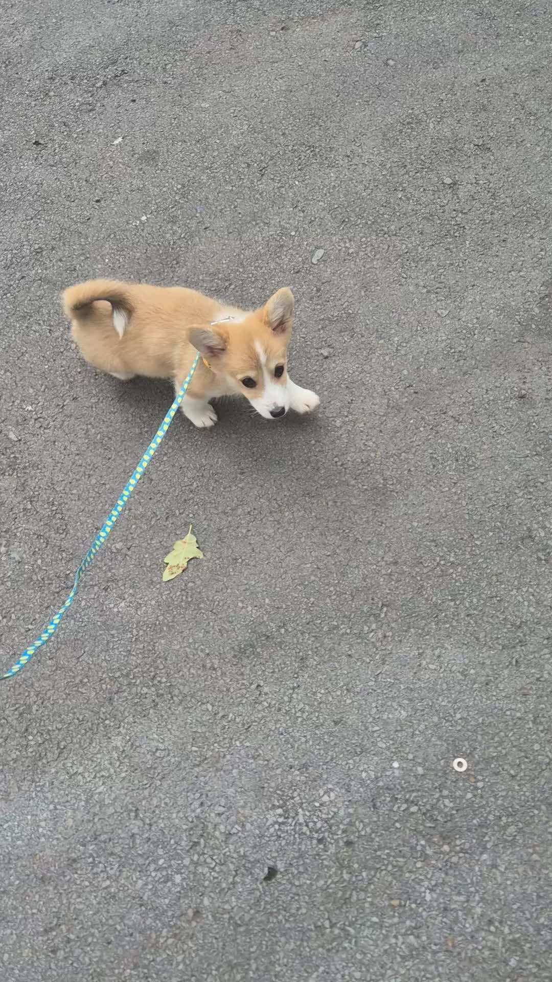 Welsh Corgi Pembroke dogs for sale: Kc registered female - Video 1