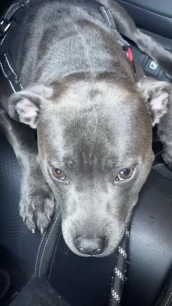 Staffordshire Bull Terrier dogs for sale: Staffordshire Blue Terrier needs rehoming in London - Video 1